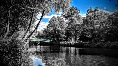 River Derwent with Bridge and Ducks