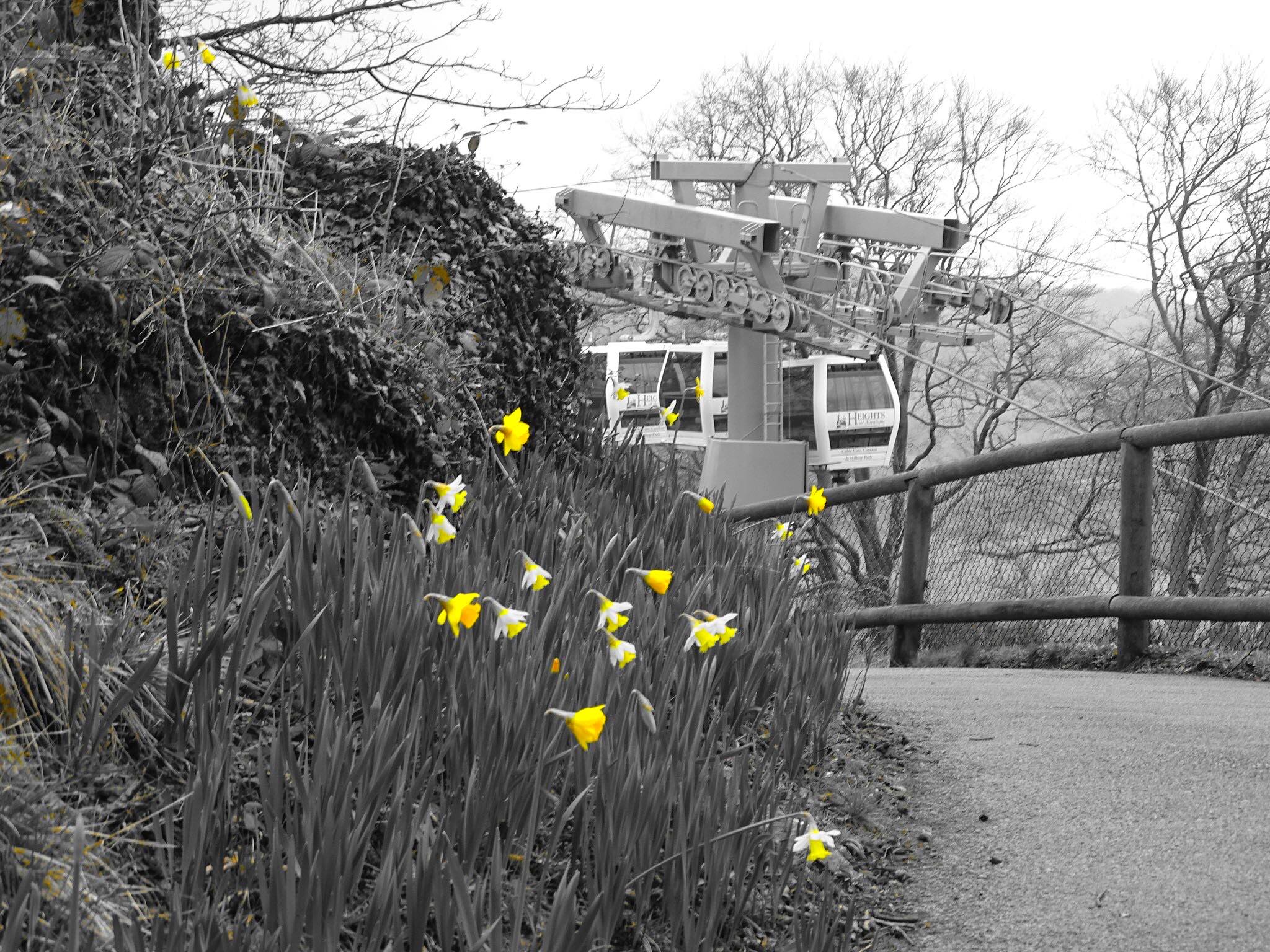 File Upload: DAFFODILS-AT-HEIGHTS-OF-ABRAHAM-AMANDA-SLATER Best Picture of the Heights of Abraham - Amanda Slater